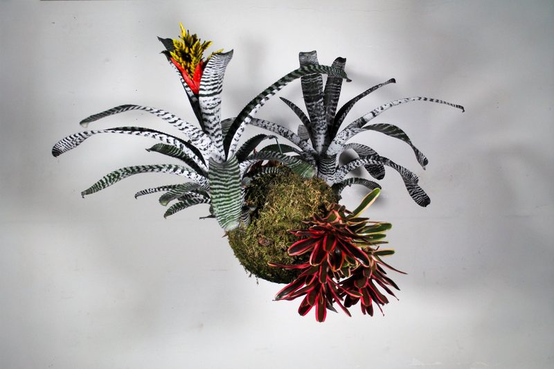 Bromeliad and neoregelia composition