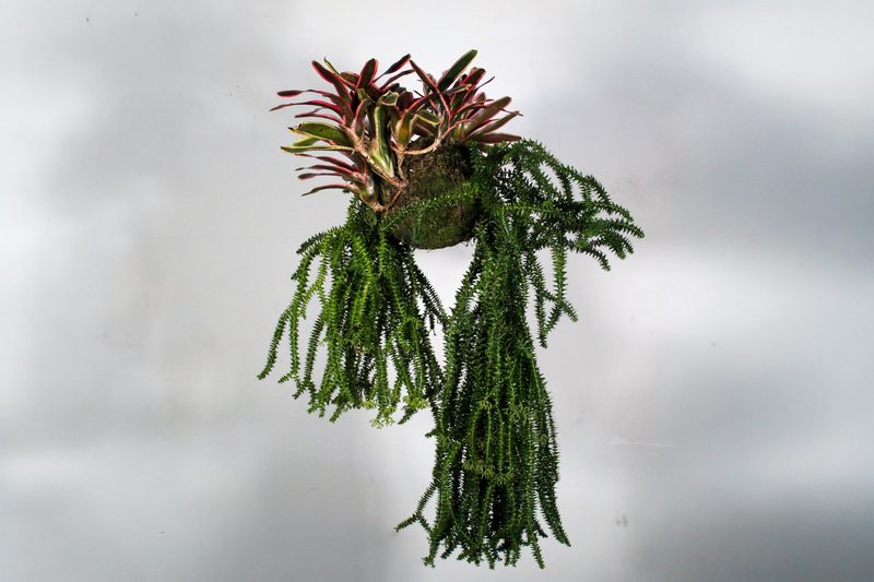 Neoregelia with trailing fern composition