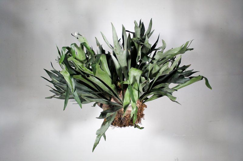 Staghorn fern, Platycerium specimen