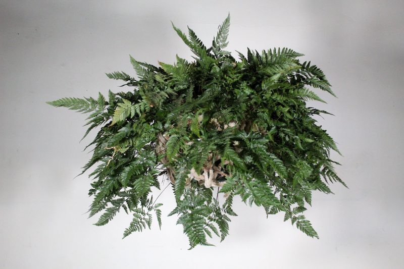 Cascading fern orb specimen