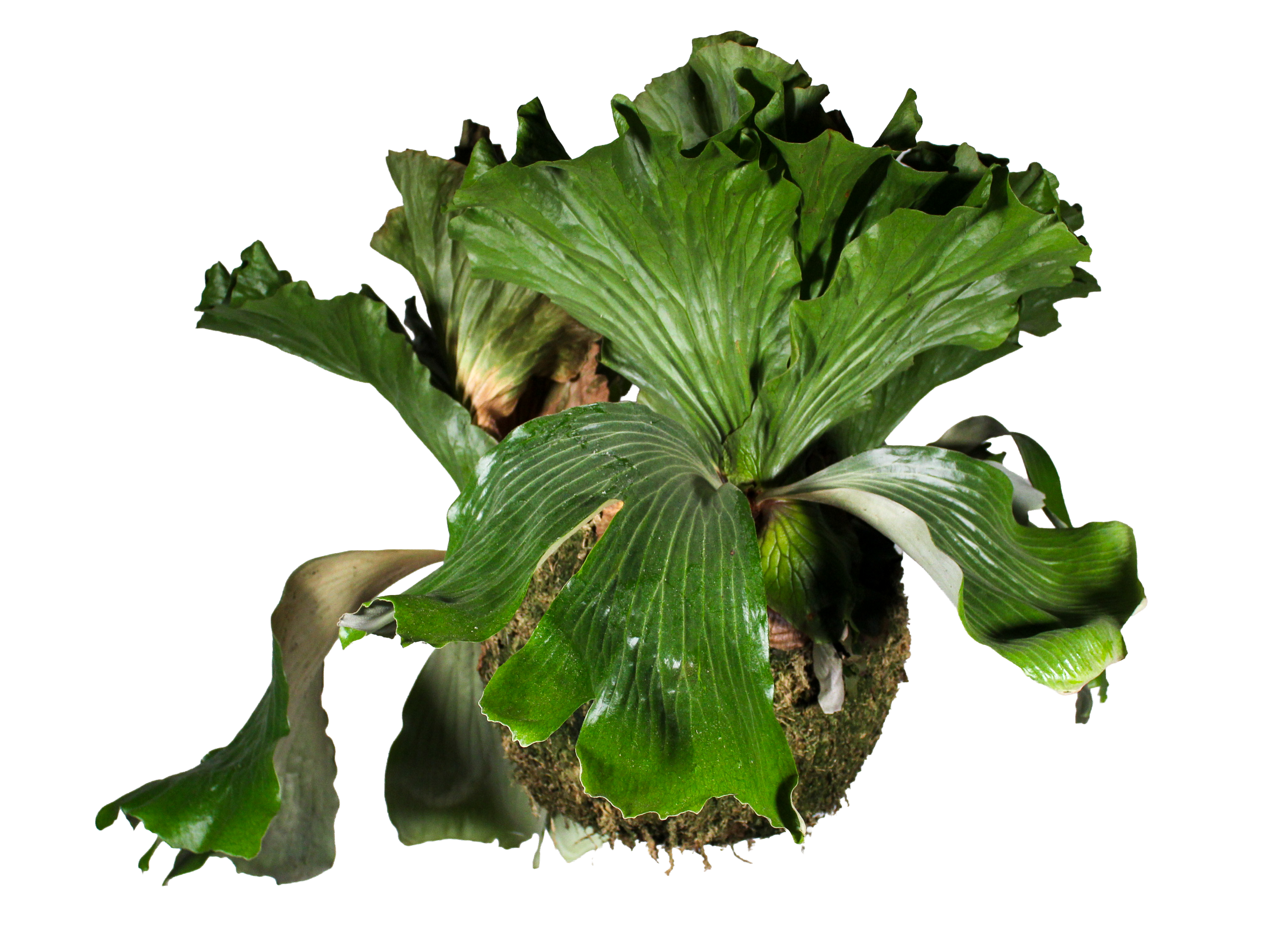 Staghorn fern suspended from above, OVERGROWTH installation